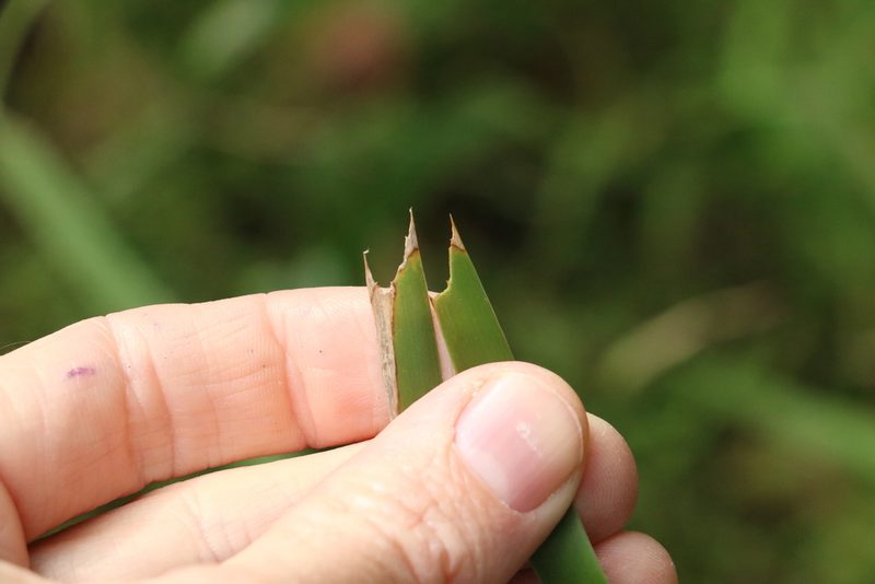 Lomandra longifolia, photographed by Greg Tasney