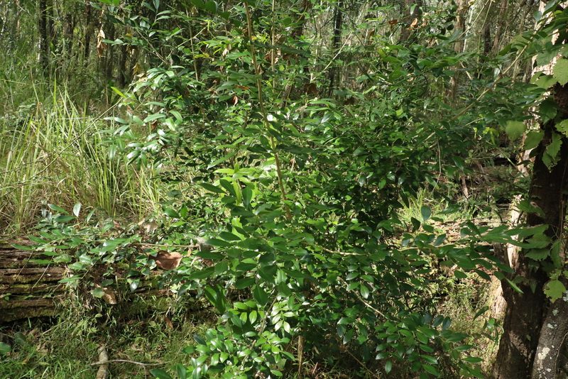 Murraya paniculata, photographed by Greg Tasney