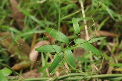 Geitonoplesium cymosum, photographed by Greg Tasney