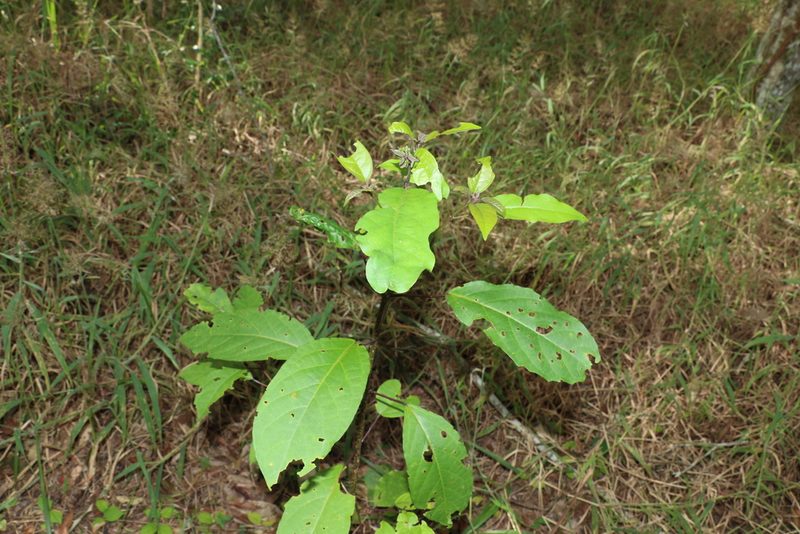 Clerodendrum floribundum, photographed by Greg Tasney