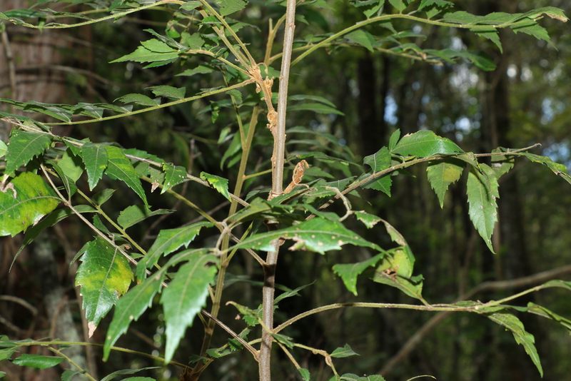 Jagera pseudorhus, photographed by Greg Tasney