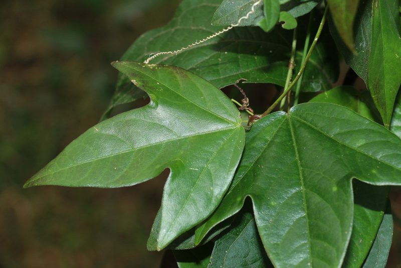 Passiflora suberosa, photographed by Greg Tasney