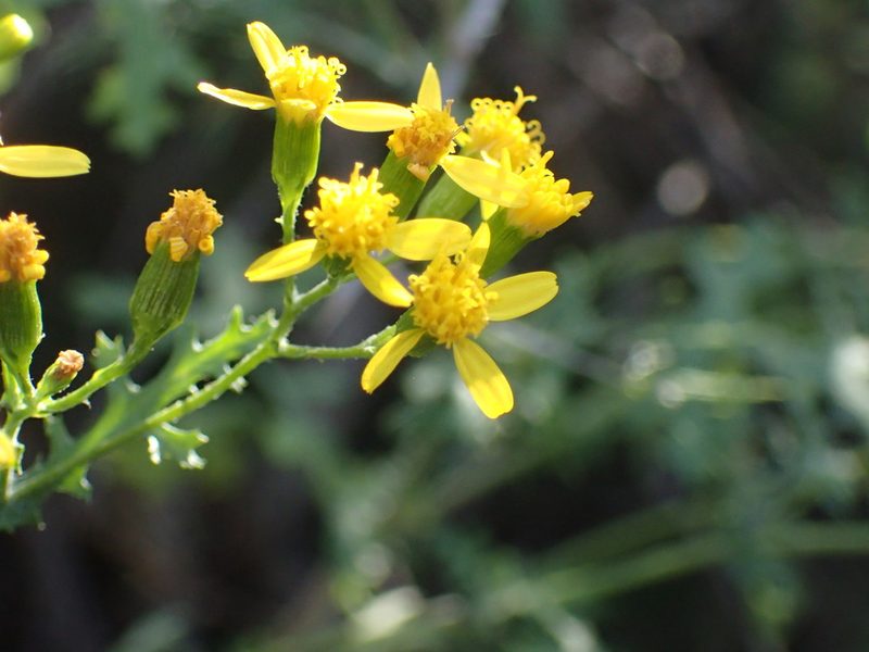 Cineraria lyratiformis, photographed by Mahomed Desai