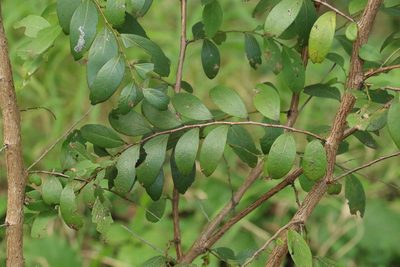 Breynia oblongifolia, photographed by Greg Tasney