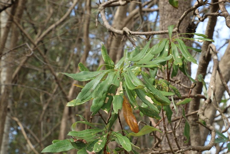 Banksia integrifolia, photographed by Greg Tasney