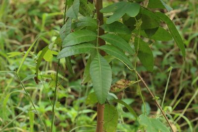 Schinus terebinthifolia