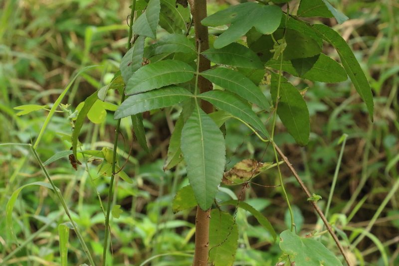 Schinus terebinthifolia, photographed by Greg Tasney