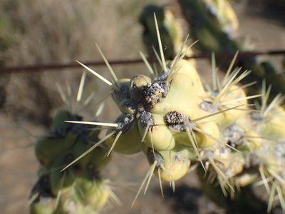 Cylindropuntia imbricata