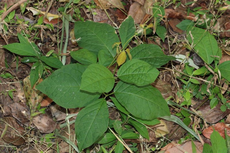 Dolichandra unguis-cati, photographed by Greg Tasney