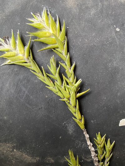 Amphithalea cymbifolia, photographed by Christina