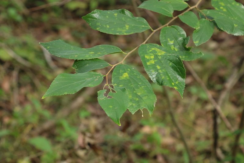 Celtis sinensis, photographed by Greg Tasney