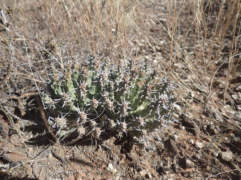 Euphorbia crassipes, photographed by Mahomed Desai
