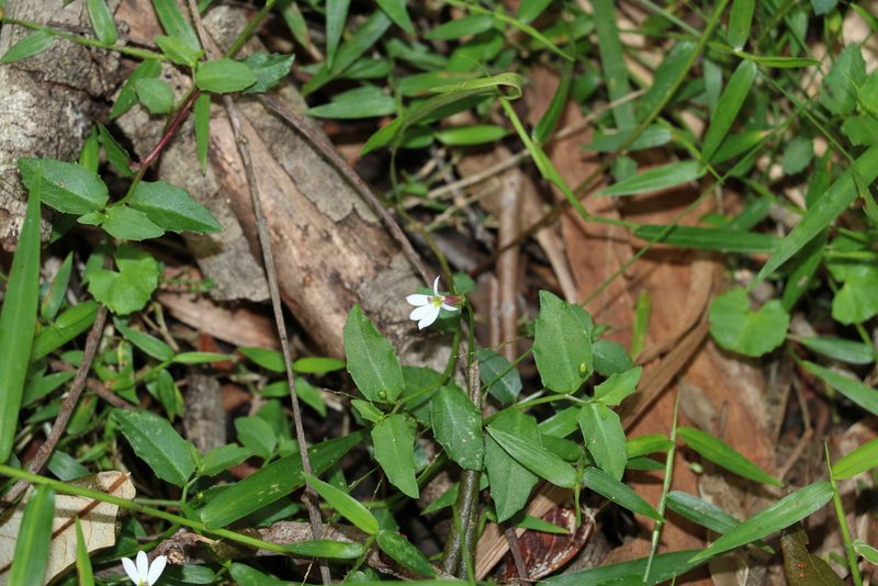 Lobelia purpurascens, photographed by Greg Tasney