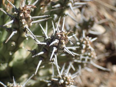 Euphorbia crassipes, photographed by Mahomed Desai