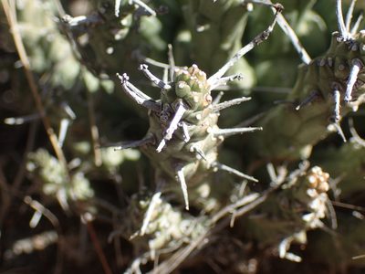 Euphorbia crassipes, photographed by Mahomed Desai