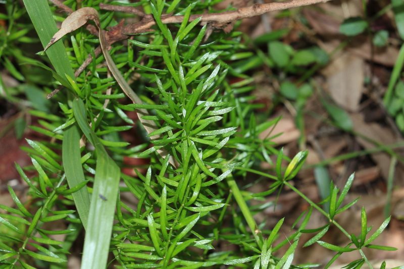 Asparagus aethiopicus, photographed by Greg Tasney