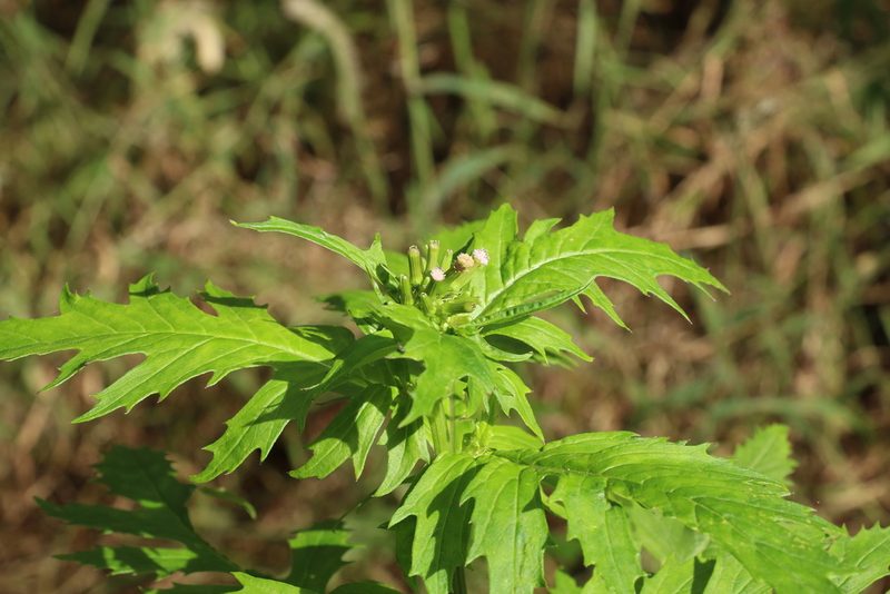 Erechtites valerianifolius, photographed by Greg Tasney