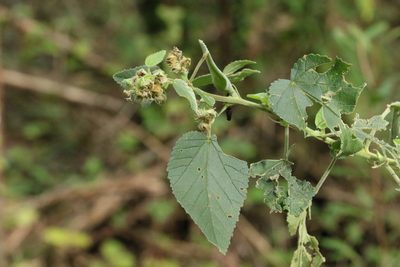 Sida cordifolia