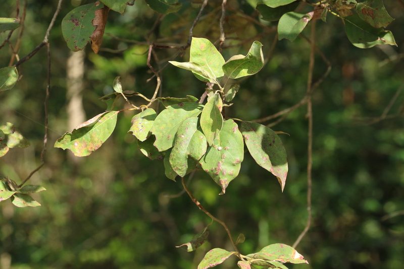 Lophostemon suaveolens, photographed by Greg Tasney