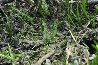 Spinulum annotinum, photographed by Оксана Серикова