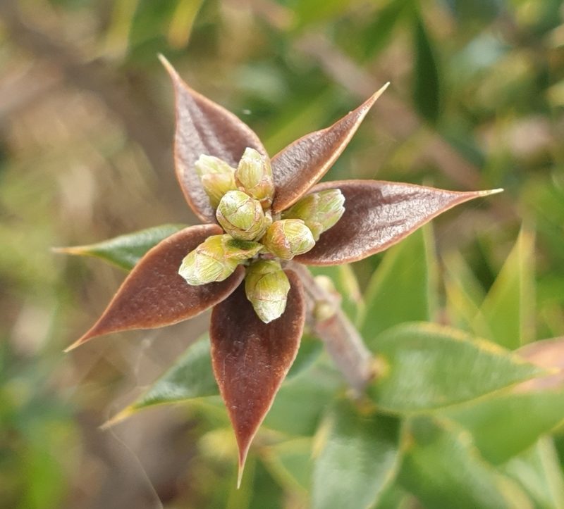 Acrotriche patula, photographed by Rosalie Lawrence