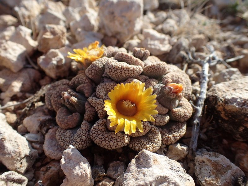 Titanopsis calcarea, photographed by Mahomed Desai