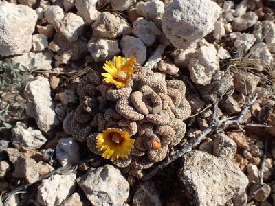 Titanopsis calcarea, photographed by Mahomed Desai