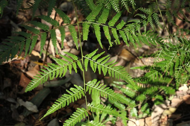 Pteridium esculentum, photographed by Greg Tasney