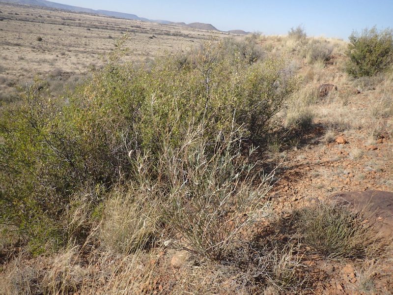 Gomphocarpus fruticosus, photographed by Mahomed Desai
