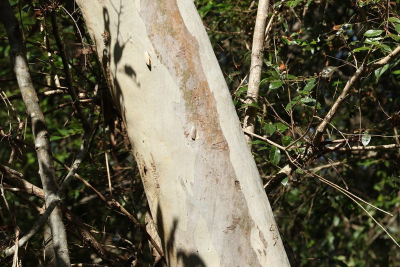 Eucalyptus racemosa, photographed by Greg Tasney