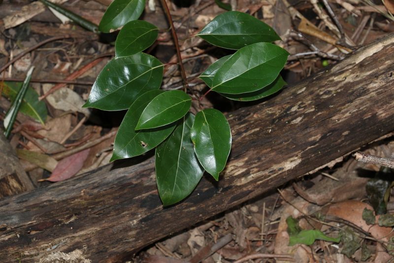 Cinnamomum camphora, photographed by Greg Tasney