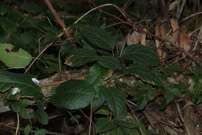 Dolichandra unguis-cati, photographed by Greg Tasney