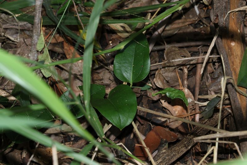 Smilax australis, photographed by Greg Tasney