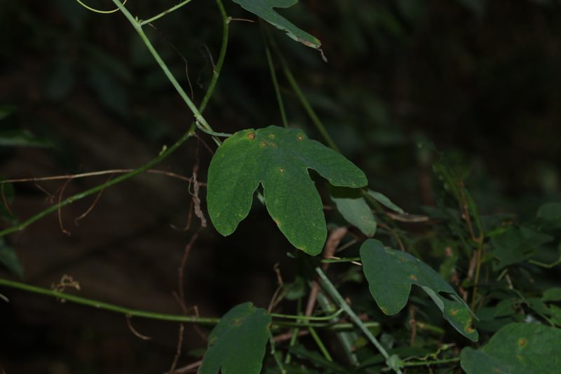 Passiflora subpeltata, photographed by Greg Tasney
