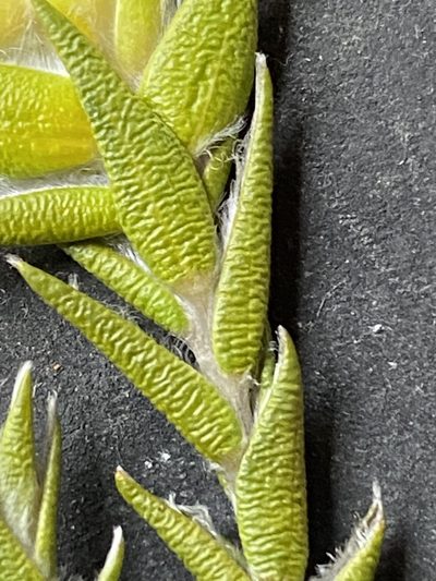 Amphithalea cymbifolia, photographed by Christina