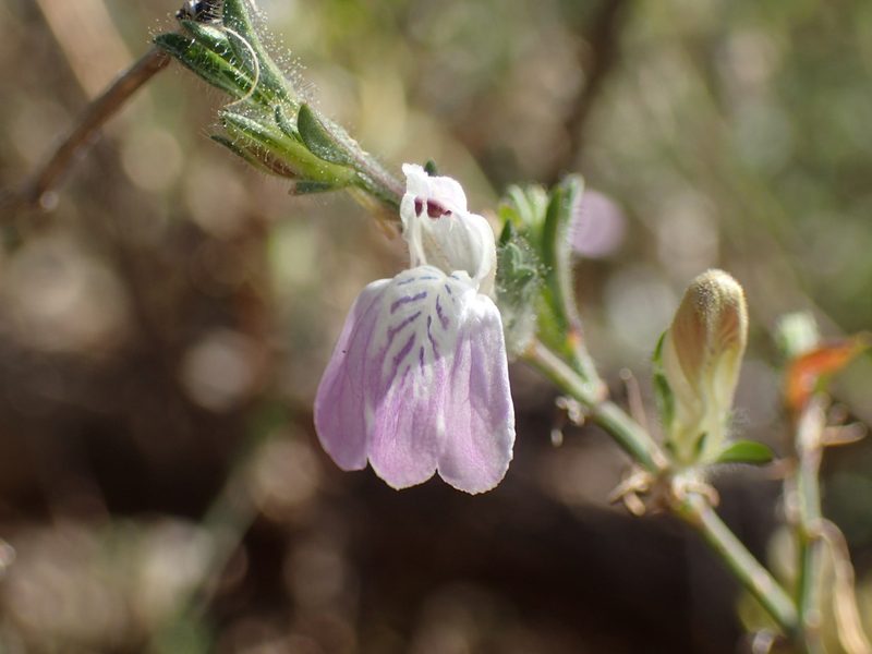 Pogonospermum divaricatum, photographed by Mahomed Desai