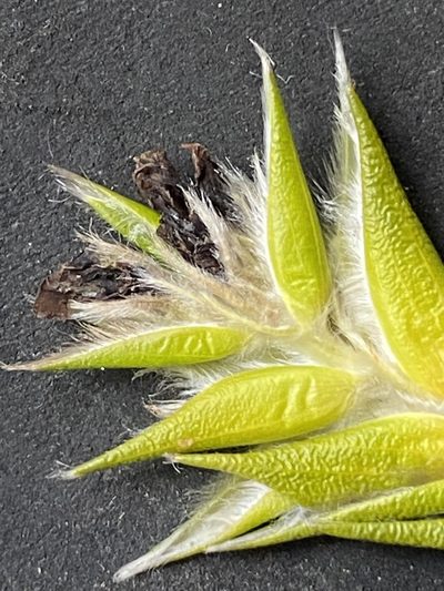Amphithalea cymbifolia, photographed by Christina