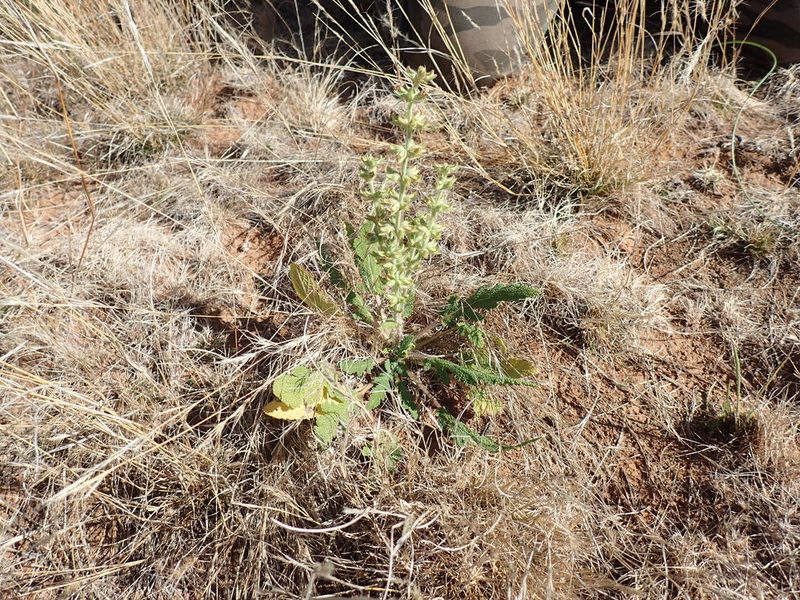 Salvia verbenaca, photographed by Mahomed Desai