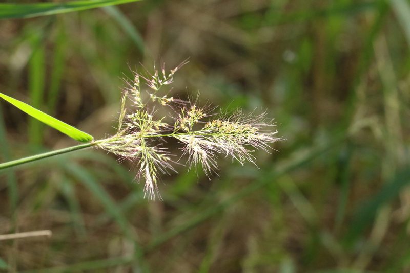 Melinis minutiflora, photographed by Greg Tasney
