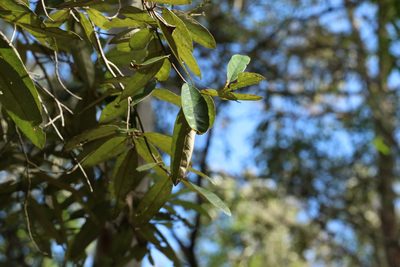 Alphitonia excelsa, photographed by Greg Tasney