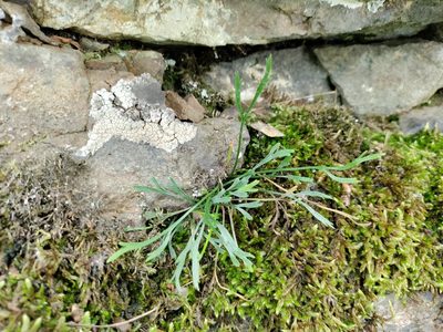 Asplenium septentrionale