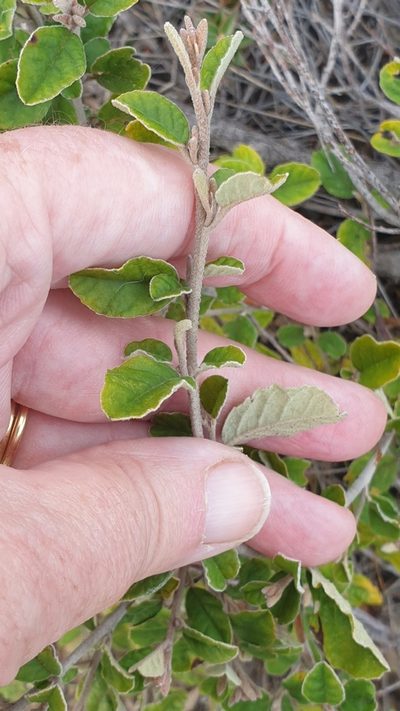 Pomaderris paniculosa, photographed by Rosalie Lawrence