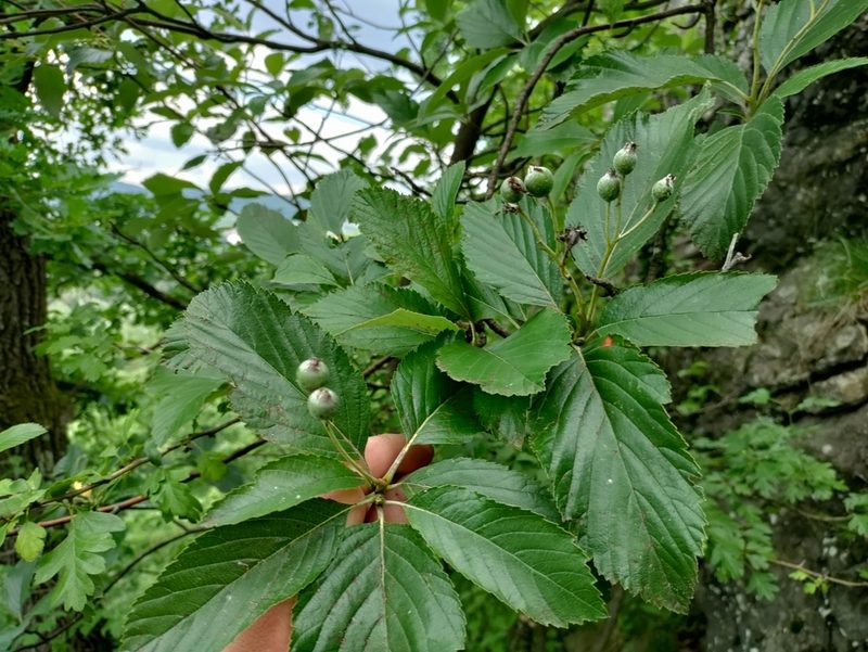 Aria edulis, photographed by David Sandler