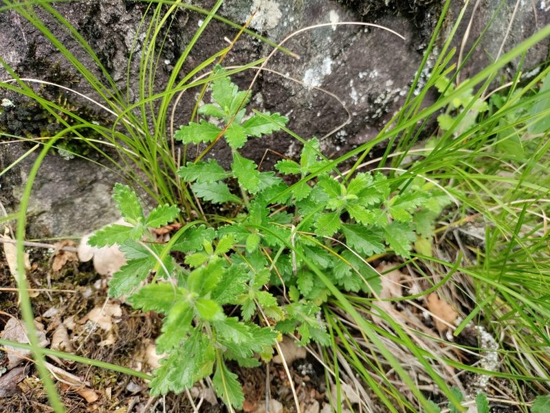 Teucrium chamaedrys, photographed by David Sandler