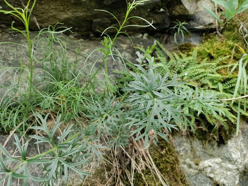 Pulsatilla grandis, photographed by David Sandler