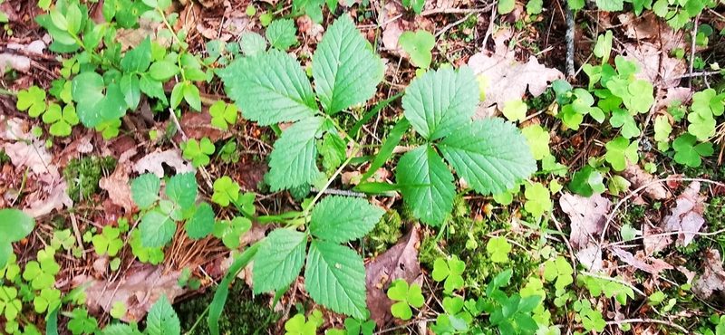 Rubus saxatilis, photographed by Sigitas Juzėnas