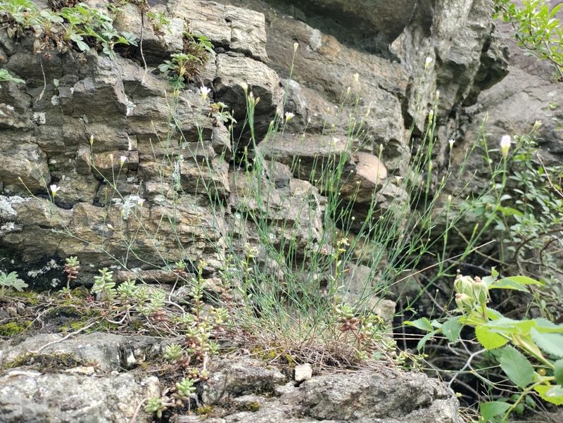 Petrorhagia saxifraga, photographed by David Sandler