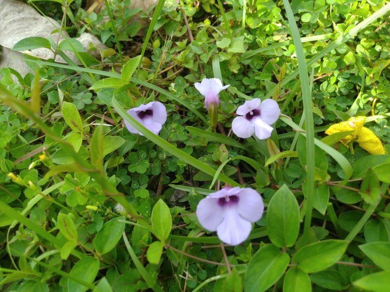 Torenia concolor, photographed by chiuluan