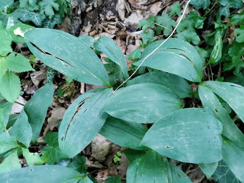 Convallaria majalis, photographed by David Sandler