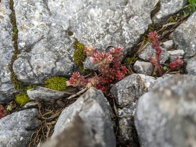 Sedum atratum, photographed by Edward Ricemeyer
